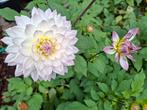 Dahlia Knollen - Crazy Love, Tuin en Terras, Planten | Tuinplanten, Overige soorten, Volle zon, Vaste plant, Ophalen of Verzenden