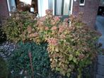3 grote hortensia's, Tuin en Terras, Planten | Tuinplanten, Vaste plant, Halfschaduw, Zomer, Ophalen