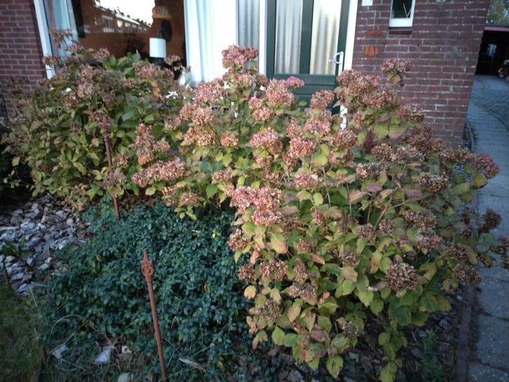 3 grote hortensia's, Tuin en Terras, Planten | Tuinplanten, Vaste plant, Overige soorten, Halfschaduw, Zomer, Ophalen