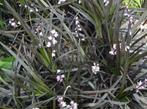 Grassoorten en vaste planten uitzoeken €2,00 in 2 liter pot, Tuin en Terras, Planten | Tuinplanten, Ophalen, Zomer, Overige soorten