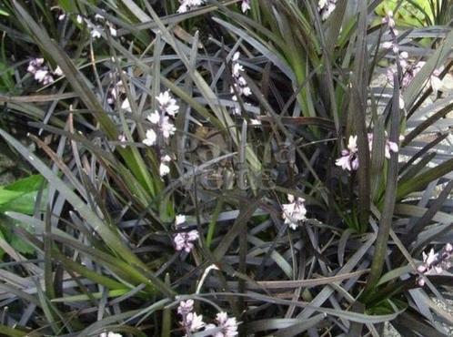 Grassoorten en vaste planten uitzoeken €2,00 in 2 liter pot, Tuin en Terras, Planten | Tuinplanten, Overige soorten, Volle zon