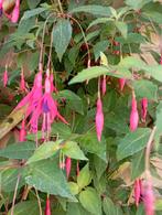 Winterharde fuchsia ., Ophalen of Verzenden