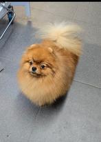 Pomeranian  dekreu getest op S/M/C/M/PL vrij  FCI-stamboom, Dieren en Toebehoren, Honden | Dekreuen, Reu, CDV (hondenziekte), 1 tot 2 jaar