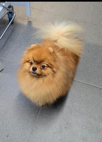 Pomeranian  dekreu getest op S/M/C/M/PL vrij  FCI-stamboom beschikbaar voor biedingen