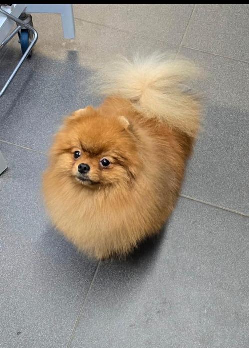 Pomeranian  dekreu getest op S/M/C/M/PL vrij  FCI-stamboom, Dieren en Toebehoren, Honden | Dekreuen, Reu, Fokker | Hobbymatig