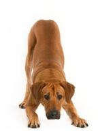 Brave hond gratis, Ophalen, Gebruikt, Overige vormen, Overige onderwerpen