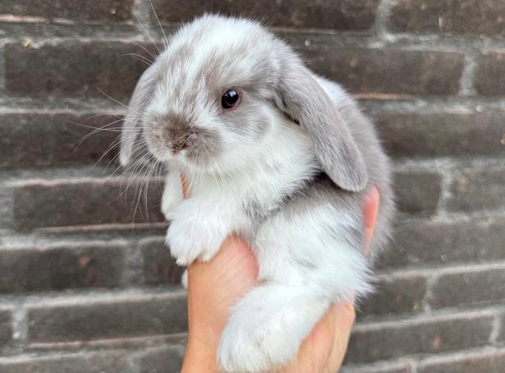 Lieve hangoor dwergkonijnen, gekoppeld en gecastreerd!, Dieren en Toebehoren, Konijnen, Dwerg, Meerdere dieren, Hangoor