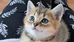 Britse korthaar kitten. Nog 1 prachtig en super lief poesje!, Dieren en Toebehoren, Katten en Kittens | Raskatten | Korthaar, Meerdere dieren