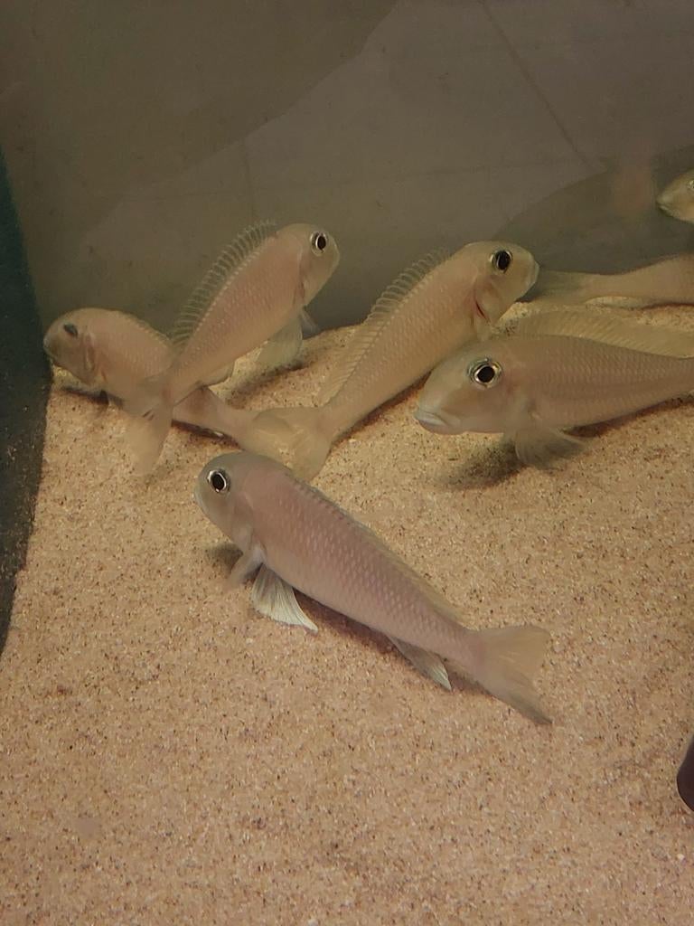 Xenotilapia Sima, Dieren en Toebehoren, Vissen | Aquariumvissen, Vis