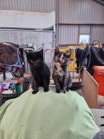 Nog 1 leuke kitten, Dieren en Toebehoren, Katten en Kittens | Overige Katten, Kater