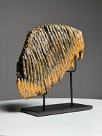 Wolharige mammoet tand op standaard, Ophalen, Fossiel