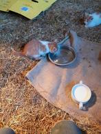 Super mooie kittens, Meerdere dieren