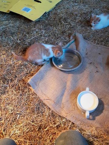 Super mooie kittens beschikbaar voor biedingen