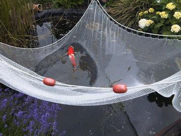 Koi karper koinet koi sleepnet beschikbaar voor biedingen
