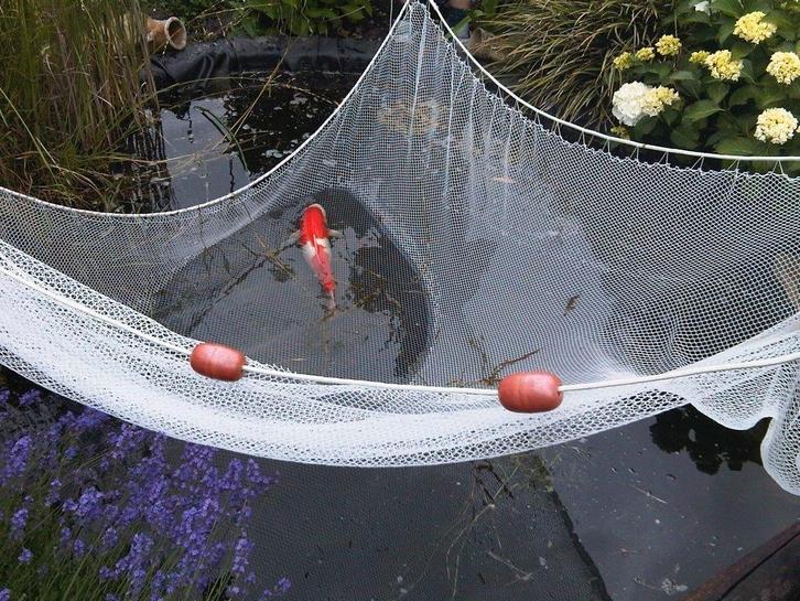 Koi karper koinet koi sleepnet, Dieren en Toebehoren, Vissen | Vijvervissen, Karper of Koi
