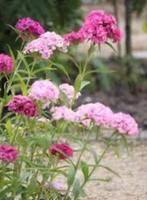 Biologische Zaden Duizendschoon Roze Wit Zaad, Tuin en Terras, Bloembollen en Zaden, Ophalen, Voorjaar, Volle zon, Zaad