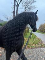 Liefste en knapste Friese merrie te koop, Dieren en Toebehoren, Paarden, Merrie, Gechipt, Niet van toepassing, 3 tot 6 jaar