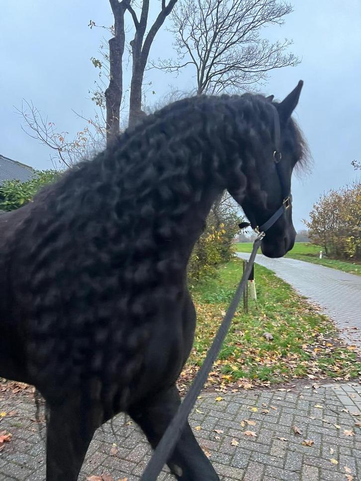 Liefste en knapste Friese merrie te koop, Dieren en Toebehoren, Paarden, Merrie, Niet van toepassing, 165 tot 170 cm, 3 tot 6 jaar