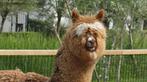 Alpaca's | Deskundig advies | Verschillende leeftijden, Dieren en Toebehoren, Meerdere dieren, Schaap