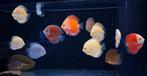 Prachtige Discus vissen, Dieren en Toebehoren, Vis, Zoetwatervis