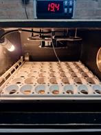 Broedmachine,D42,MS35.MS50., Dieren en Toebehoren, Ophalen of Verzenden, Nieuw, Broedmachine
