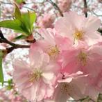 Prunus Autumnalis Rosea - Japanse sierkers op stam, Tuin en Terras, Lente, 100 tot 250 cm, Volle zon, In pot