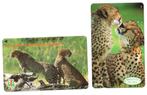 Japan, twee telefoonkaarten, afbeelding Cheeta, Ophalen of Verzenden, Buitenland