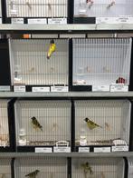 Magellaansijzen, Dieren en Toebehoren, Vrouwelijk