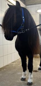 💙🎁Super chique Shetland sprookjes pony(grote maat)💙🎁, Met stamboom, Ruin, Niet van toepassing, A pony (tot 1.17m)