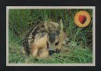 Ree Reekalf Capreolus Capreolus 3D Kaart., Verzenden, 1980 tot heden, Ongelopen, Wild dier