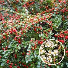 Cotoneaster dammeri major. Dwergmispel bodembedekker P9, Tuin en Terras, Planten | Tuinplanten, Vaste plant, Bodembedekkers, Halfschaduw