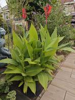 Canna Creta grote pot, Overige soorten, 100 tot 250 cm, Zomer, Ophalen
