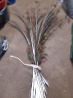 Blauwe & Witte Pauwenveren - Decoratie, Hobby en Vrije tijd, Knutselen, Ophalen of Verzenden