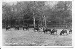 Nunspeet Wilde Zwijnen in de bossen., Verzamelen, Ansichtkaarten | Nederland, Ophalen of Verzenden, 1940 tot 1960, Gelopen, Gelderland