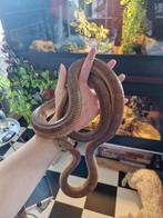 Rode rattenslang, Pantherophis
guttatus, Slang
