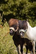 Verzorg Pony aangeboden, Verzorger Gezocht ; Ane, Hardenberg, Dieren en Toebehoren, Ophalen, Recreatie