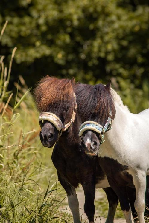 Verzorg Pony aangeboden, Verzorger Gezocht ; Ane, Hardenberg, Dieren en Toebehoren, Paarden en Pony's | Overige Paardenspullen