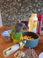 Bonte boer te koop! Zoekt nieuw baasje, Dieren en Toebehoren, Vogels | Parkieten en Papegaaien, Geslacht onbekend, Papegaai, Geringd