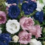 Zaden Campanula medium dubbelbloemig, Verzenden, Gehele jaar, Volle zon, Zaad