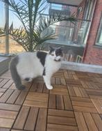 Kruising perzische langhaar poezen, Dieren en Toebehoren, Katten en Kittens | Raskatten | Langhaar, Poes