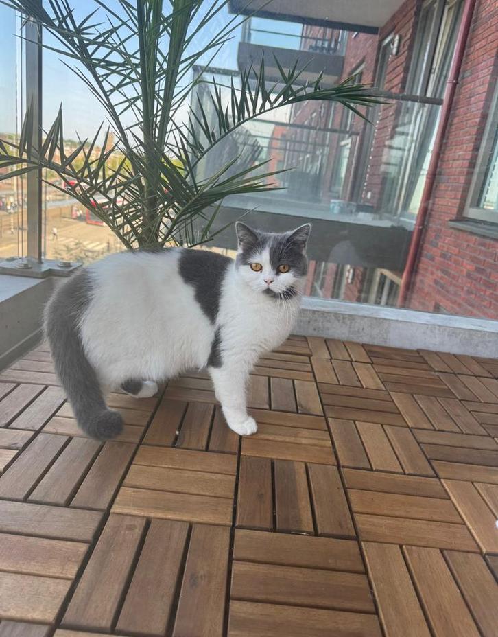 Kruising perzische langhaar poezen, Dieren en Toebehoren, Katten en Kittens | Raskatten | Langhaar, Poes