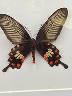 vlinder Pachiliopta Aristolochiae, Verzamelen, Dierenverzamelingen, Ophalen of Verzenden, Nieuw, Insect, Opgezet dier