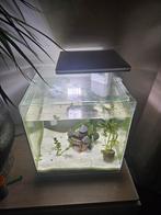 Aquarium, Dieren en Toebehoren, Vissen | Aquaria en Toebehoren, Ophalen, Leeg aquarium