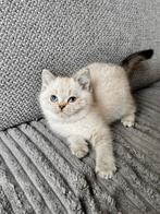 Britse Korthaar kittens, Dieren en Toebehoren, Katten en Kittens | Raskatten | Korthaar, Meerdere dieren, Gechipt, 0 tot 2 jaar
