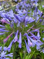 Agapanthus Dr. Brouwer in P9 potjes, Volle zon, Vaste plant, Zomer, Ophalen