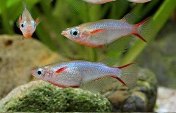 Groep Oryzias woworae beschikbaar voor biedingen