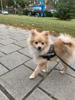 Pomeriaan reutje 6 maanden fawn faun kleur, Keeshond, 15 weken tot 1 jaar, Reu, Eén hond