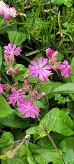 Diverse soorten.planten in pot, Ophalen, Zomer, Overige soorten, Volle zon
