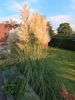 Pluimen pampas, Tuin en Terras, Planten | Bomen, Ophalen of Verzenden, Volle zon, Overige soorten, Minder dan 100 cm