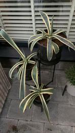 Bonte agave - diverse stekken, grote, Tuin en Terras, Planten | Tuinplanten, Ophalen, Zomer, Overige soorten, Volle zon